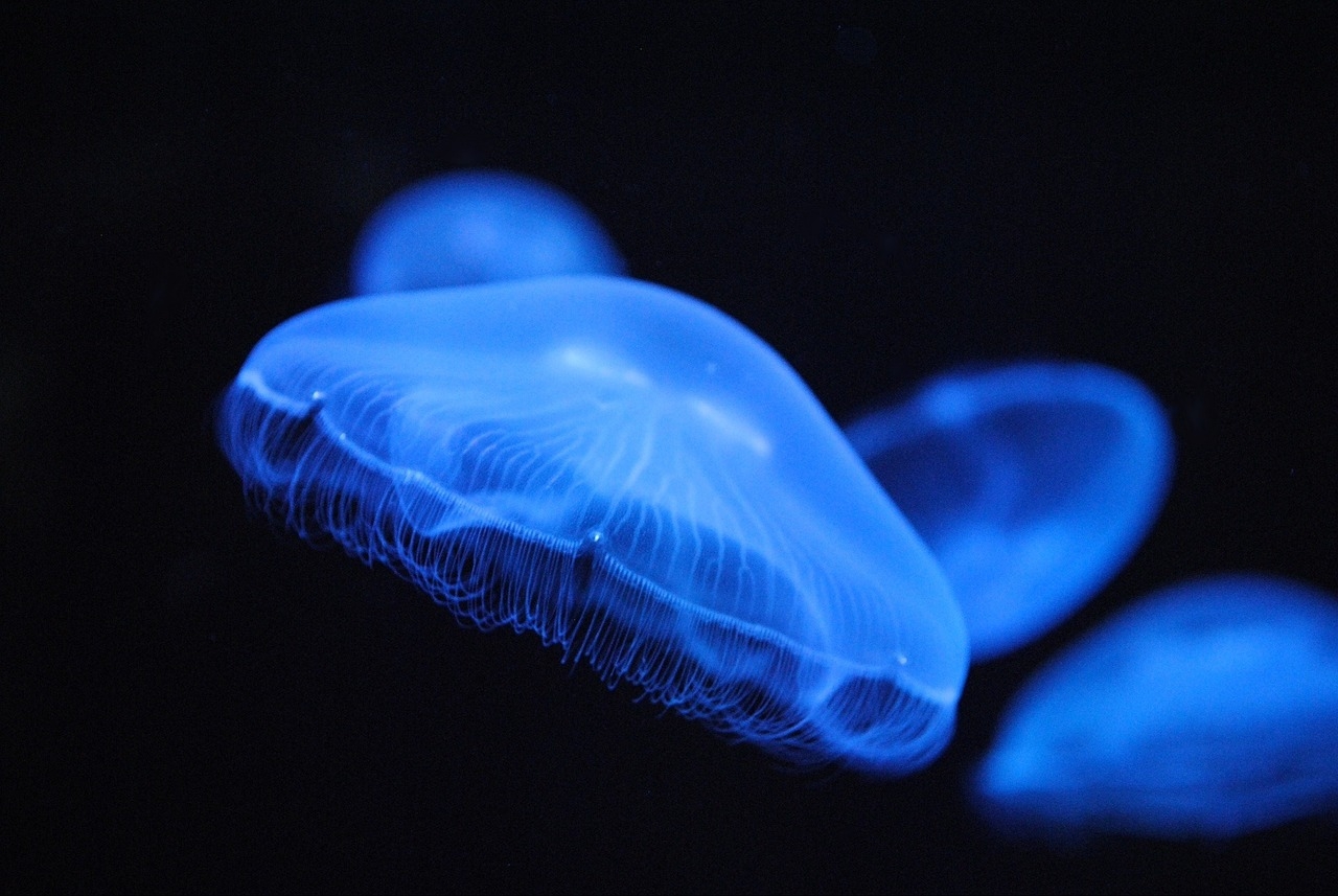 Uma curiosidade é que existem águas-vivas que brilham na escuridão. Elas possuem órgãos bioluminescentes que provocam esse efeito. Mas nem todas são assim. Reprodução: Flipar