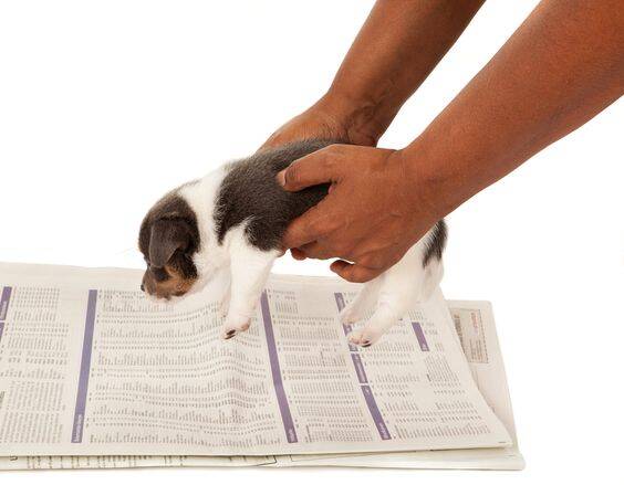 Confira hábitos importantes para implementar na rotina dos filhotes de cachorro. Foto: Reprodução Shutterstock/Pinterest