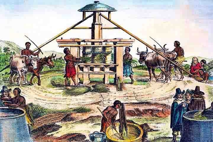 A cultura da cana-de-açúcar teve origem na Antiguidade, entretanto se espalhou pelo mundo com a migração humana. Nesse sentido, ela chegou ao Brasil por volta de 1520, pouco depois dos portugueses. Reprodução: Flipar