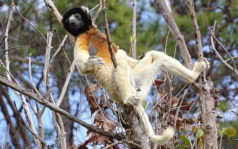 O lêmure-sifaka mede em média de 42 a 50 cm e, se considerar a cauda, pode atingir entre 50 ou 60 cm. Pesa em média quatro quilos. Reprodução: Flipar
