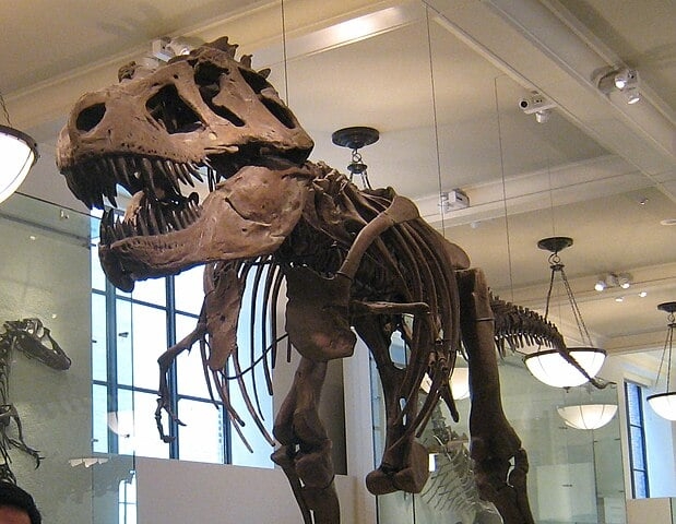 Esses animais tinham um crânio resistente, com até um metro e meio, formado por vários filamentos de ossos interligados e conectados à coluna vertebral por um osso grosso e longo.