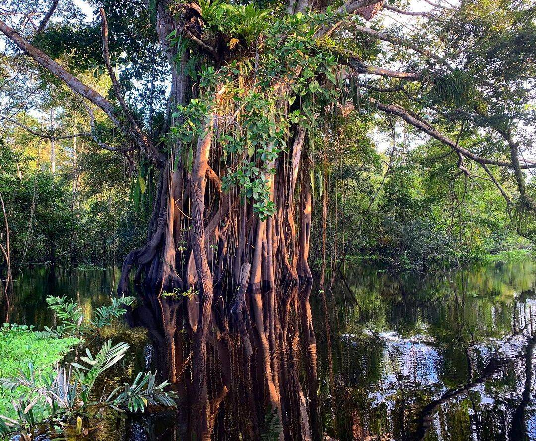 Floresta amazônica. Foto: Pixabay