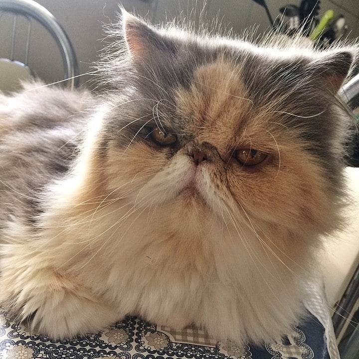 Persa - Originária do Irã (antiga Pérsia). Tem muita pelagem e focinho achatado. Mia pouco, num tom baixo, que não incomoda. Há mais de 100 combinações de cores para esses gatos. Vive entre 12 e 17 anos.  Reprodução: Flipar