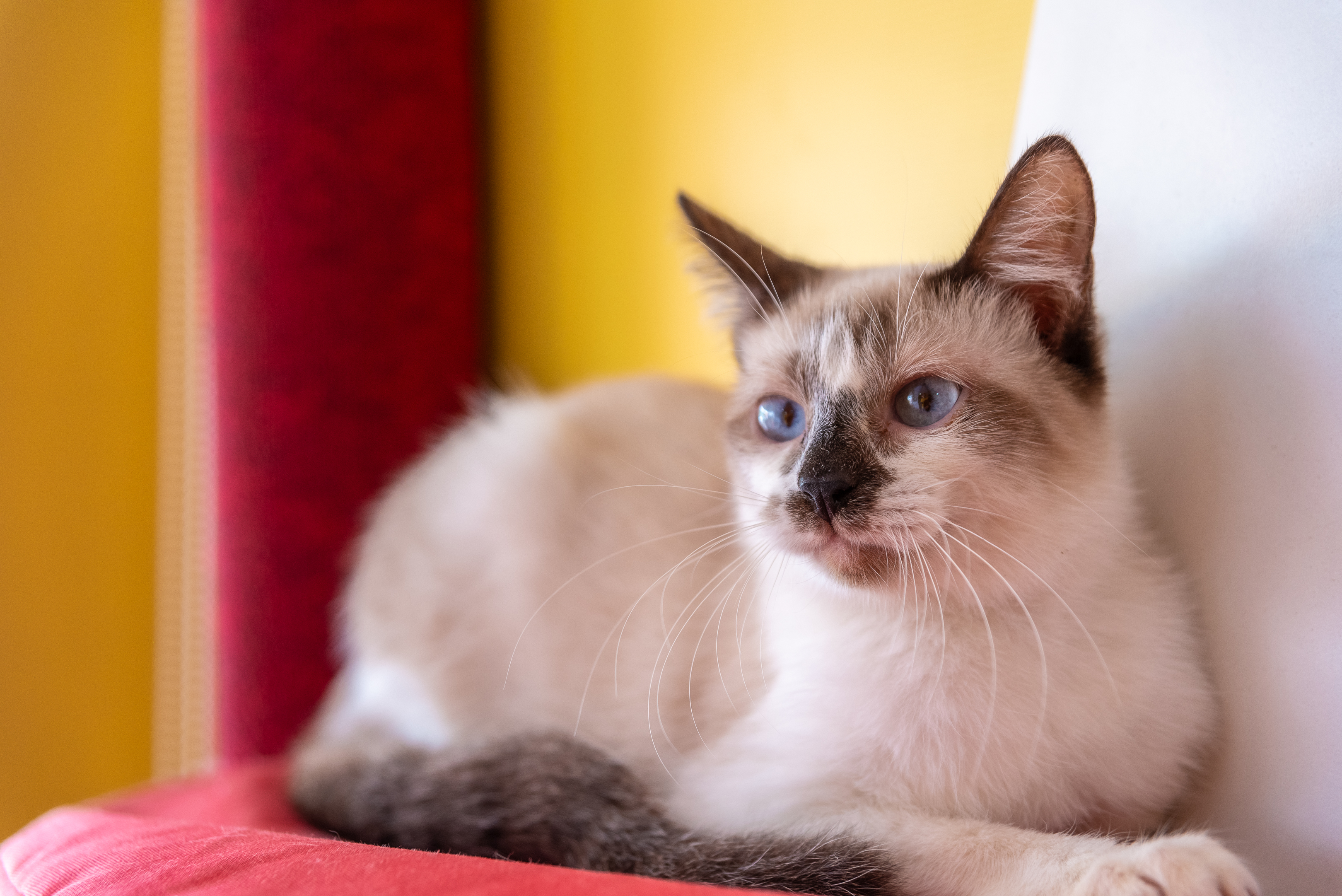 Os visitantes poderão interagir e brincar com os gatinhos durante o evento. Foto: Divulgação