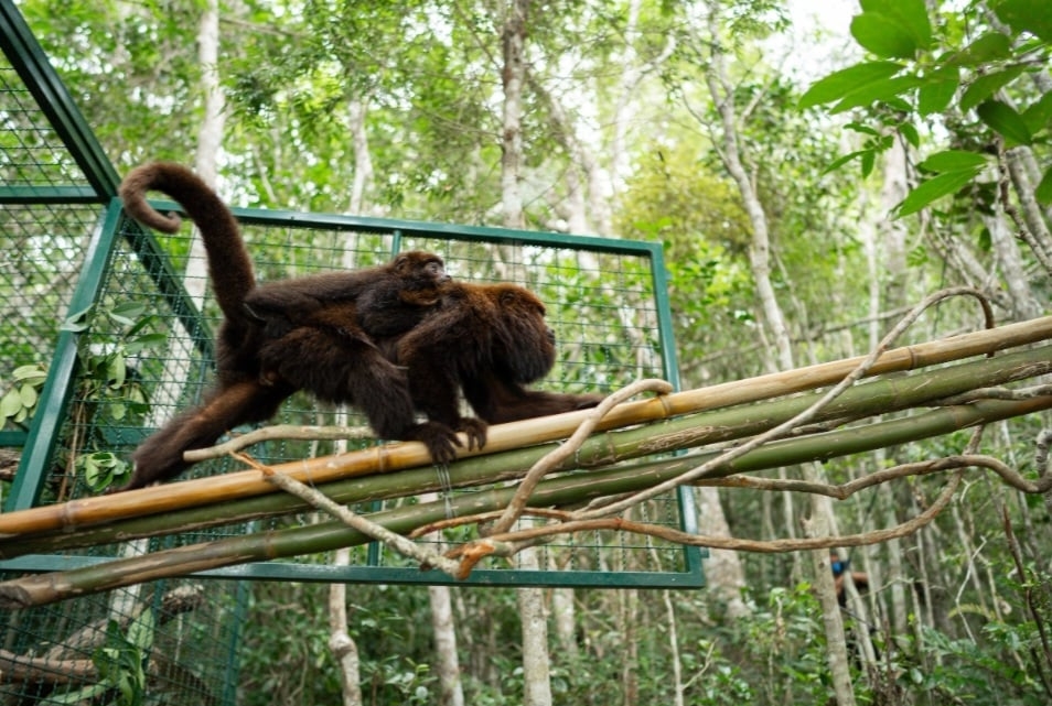 E eles , finalmente, foram soltos. De acordo com o Projeto Fauna Floripa, a ilha pode abrigar até 1.500 macacos dessa espécie. Uma alegria para os visitantes que curtem ver os animais em meio à natureza. 
 Reprodução: Flipar
