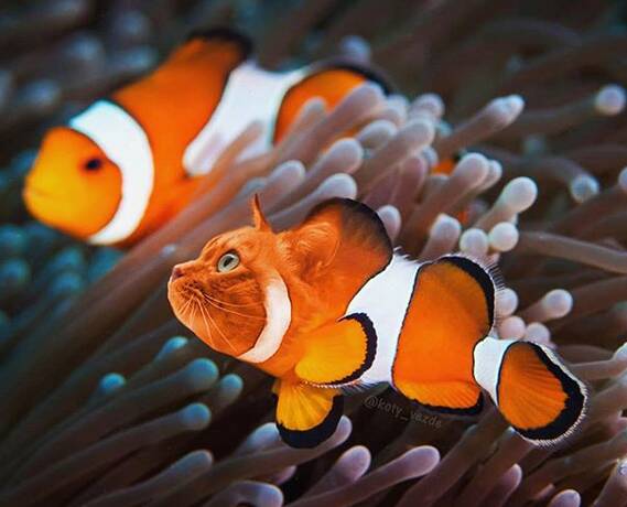 O instagram busca juntar corpos de animais com rosto de gatos de maneira hilária. Foto: Reprodução/ Instagram