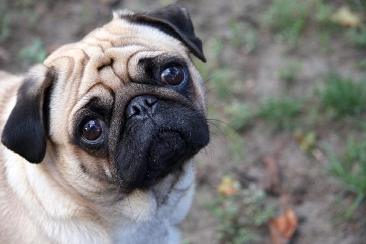 Pug: Pequeno e com tendência a ganhar peso, precisa de controle na alimentação e exercícios.  É um cão de porte pequeno e aparência característica, com rosto enrugado e olhos grandes e expressivos. É alegre, afetuoso e sociável, adaptando-se bem a espaços pequenos e sendo ótimo companheiro para a família.
 Reprodução: Flipar