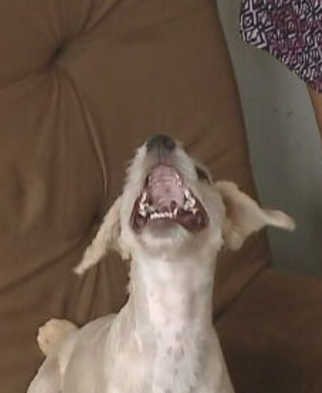 Brincadeira à parte, a instituição disse que ninguém sabe como a cachorra foi parar dentro do sofá. Reprodução: Flipar