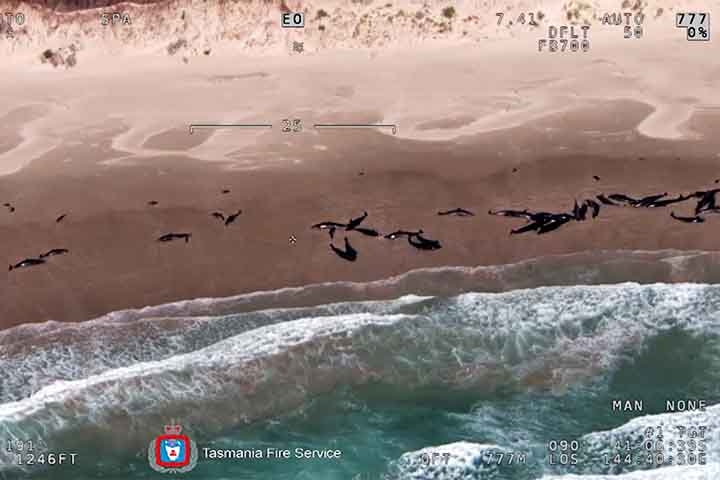 Especialistas no local afirmaram que as condições difíceis do terreno, com acesso limitado e ondas fortes, tornaram impossível salvar as baleias. Reprodução: Flipar