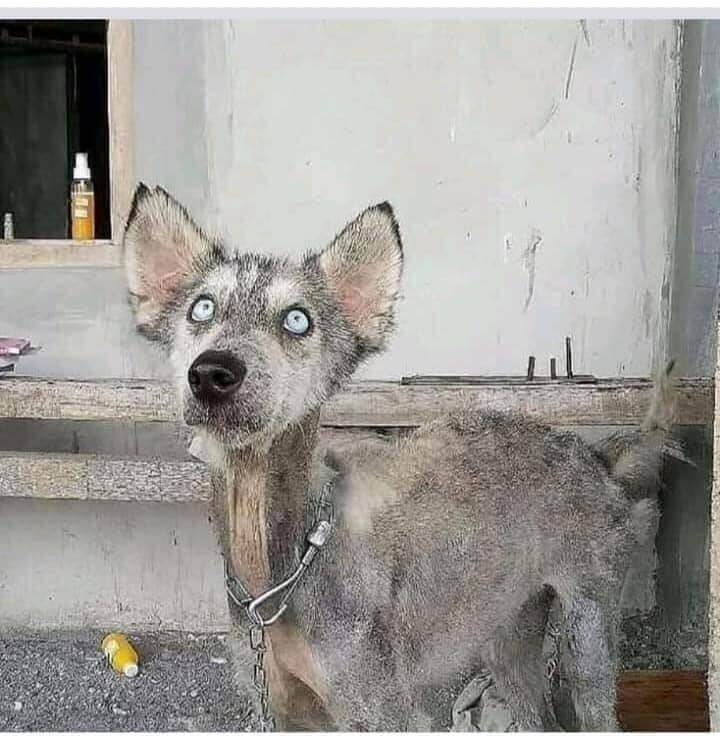 Antes e depois de cão resgatado. Foto: Artes de Cachorro