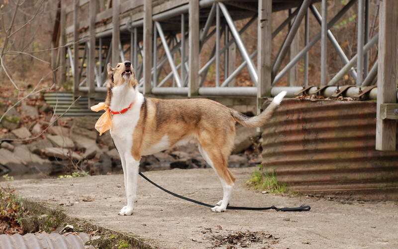 Os Collies são ótimos para atividades caninas, como o Agility. Foto: Katie McLellan/flickr