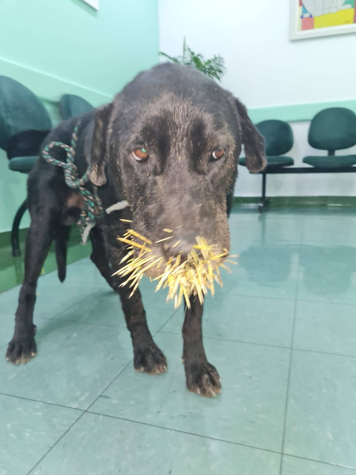 Cães do abrigo para animais 'Pancinha Feliz' precisaram de atendimento veterinário após confronto com porco-espinho. Foto: Liliane Lima/Hotel Pancinha Feliz