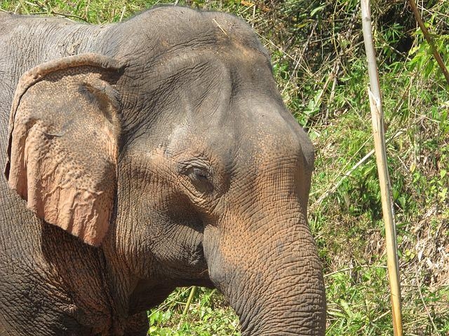 O elefante tem uma audição muito boa. Consegue escutar ruídos baixos na proximidade e detecta sons a 8 km de distância.  Reprodução: Flipar