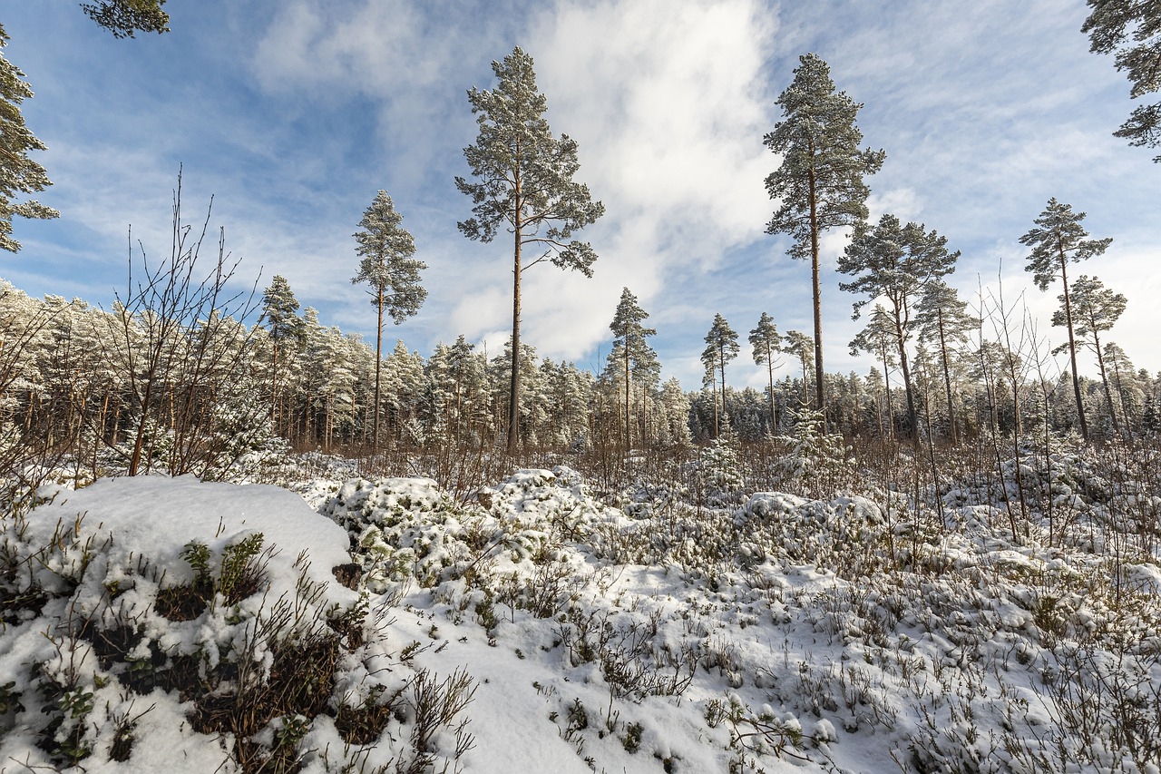 No inverno, a neve toma conta da floresta e as árvores coníferas ficam pintadas de branco.  Reprodução: Flipar