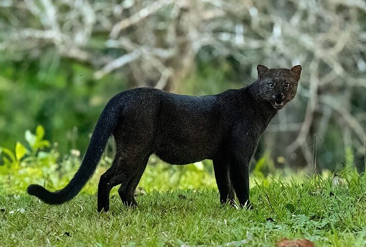 Gato-mourisco: Também conhecido como jaguarundi, esse felino é encontrado em diversos países da América do Sul. Apesar da ampla distribuição, está ameaçado devido à perda de habitat e caça. Reprodução: Flipar