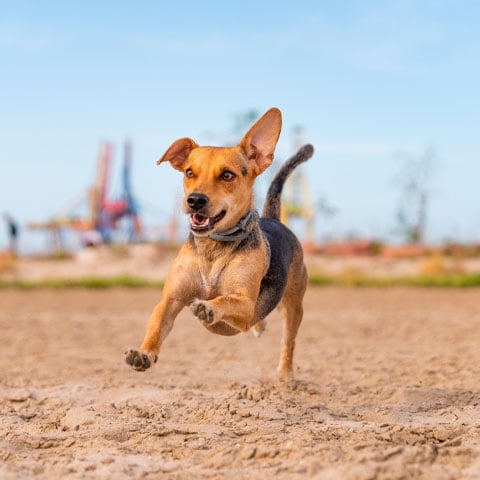 Dica importante: Exercícios físicos - Assim como os humanos, os animais precisam de exercício físico para manter a musculatura e canalizar o estresse. Pode deixá-lo correr ou pegar bolinhas, por exemplo.   Reprodução: Flipar