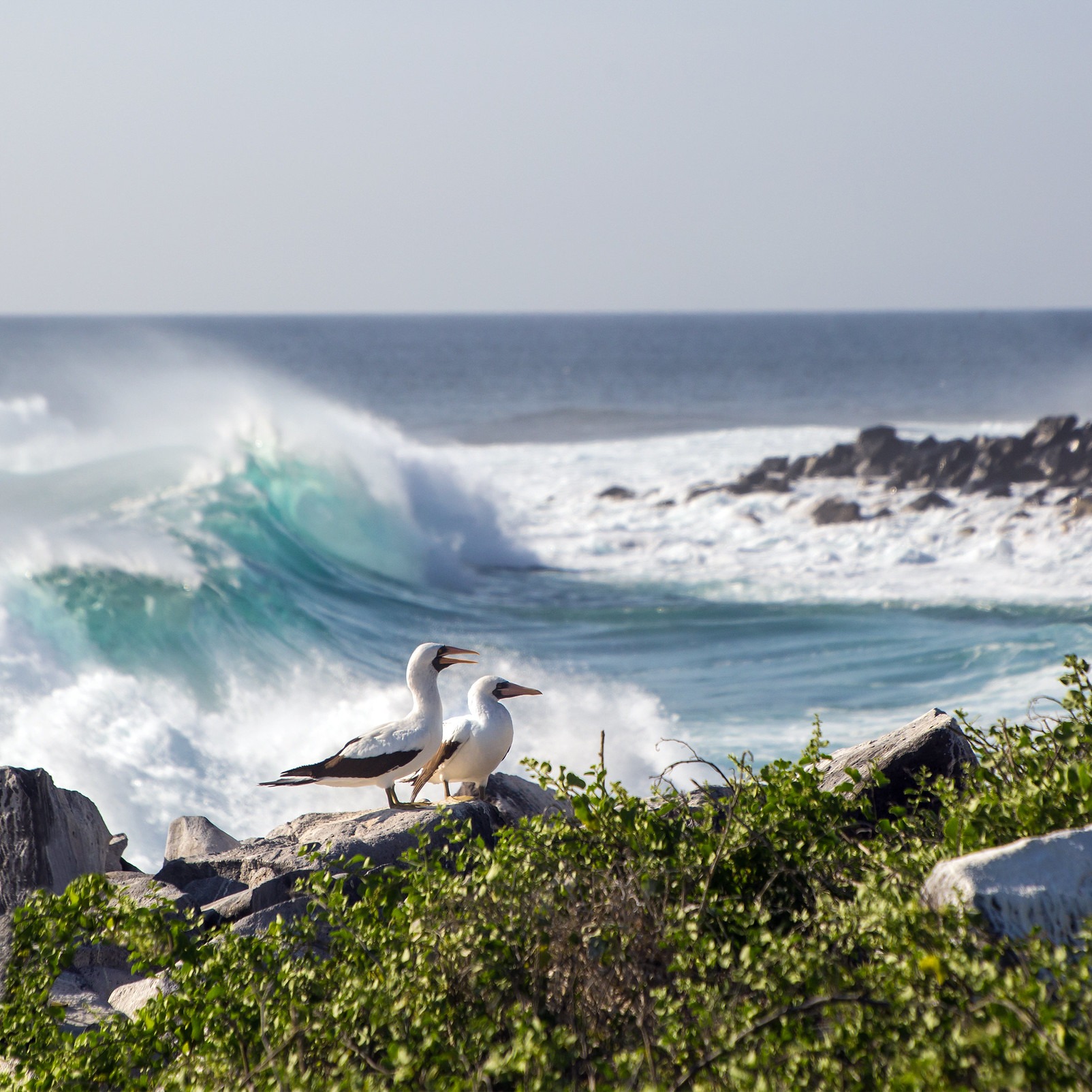 Albatrozes em uma das Ilhas de Galápagos. Foto: Divulgação / Unesco