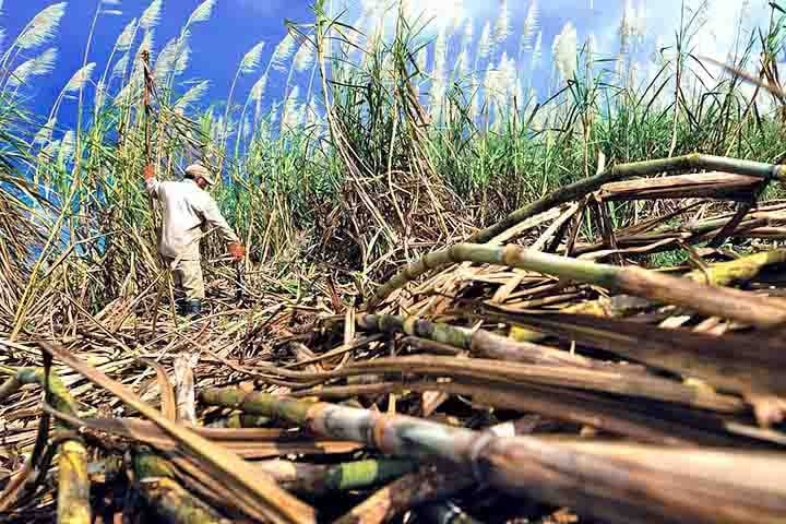A cana-de-açúcar é uma planta fina, fibrosa, de formato cilíndrico e folhas longas. Assim, ela pode chegar a até seis metros de altura e é utilizada para a produção de açúcar e etanol. Reprodução: Flipar