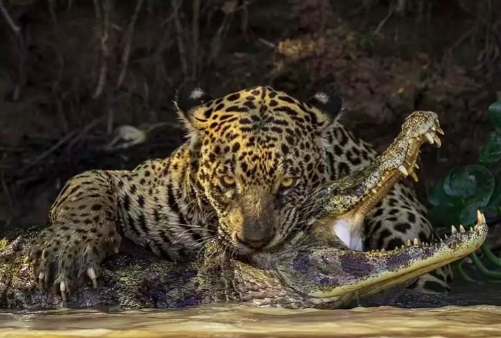 Essa não foi a única foto registrada no Pantanal brasileiro presente na premiação. O flagrante de uma onça atacando um jacaré, do fotógrafo britânico Ian Ford, venceu na categoria “Comportamento: mamíferos”. Reprodução: Flipar