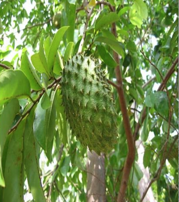A durian é típica do sudeste asiático, encontrada principalmente em Brunei, Indonésia e Malásia.  Reprodução: Flipar