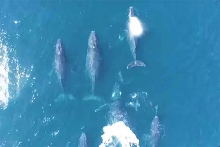 Baleia-sei (Balaenoptera borealis) - É considerado o terceiro maior balenopterídeo. Pode ser encontrada em todo o mundo, em todos os oceanos e mares adjacentes, e prefere águas profundas mais afastadas da costa. Reprodução: Flipar