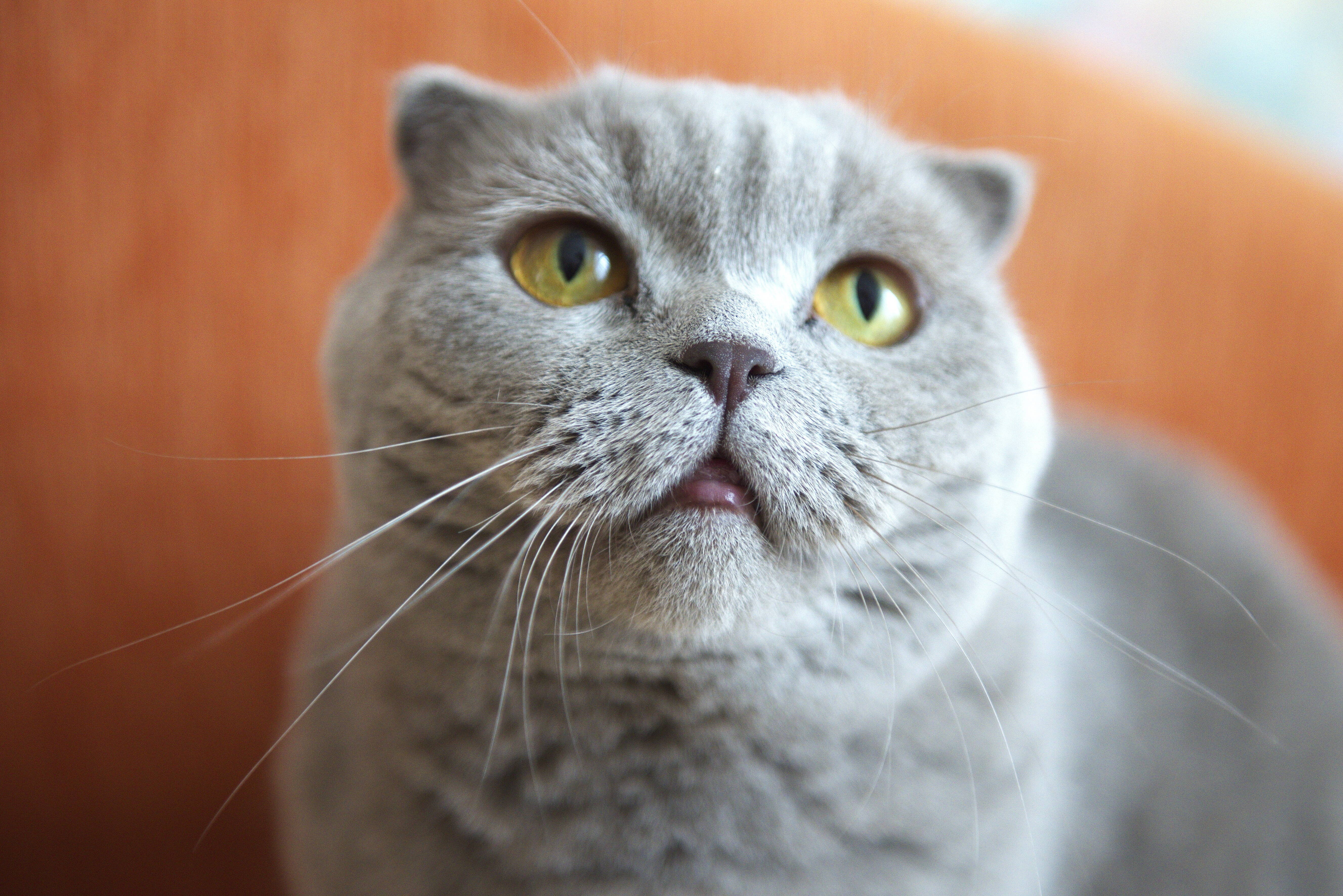 Scottish Fold - Conheça mais sobre os gatos Scottish Fold