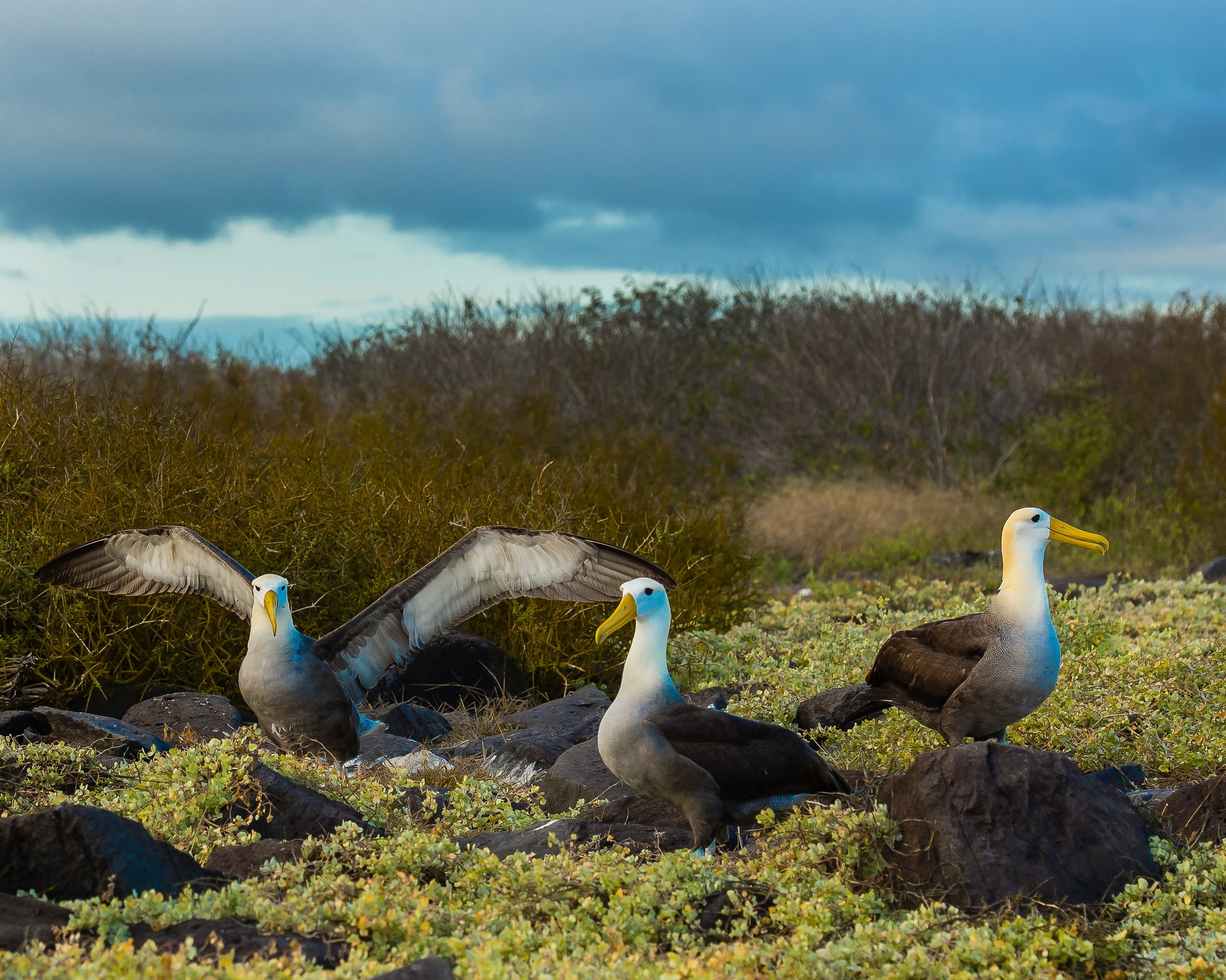 Patota de Pés Azuis em uma da Ilha do Arquipélago de Galápagos. Foto: Divulgação / Unesco