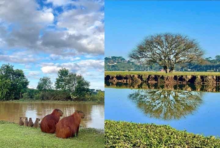 Localizado bem no centro de Curitiba, o Parque Barigui é um refúgio para a fauna paranaense e possui boa estrutura com quadras, churrasqueiras, quiosques, academia, restaurante e muito mais.