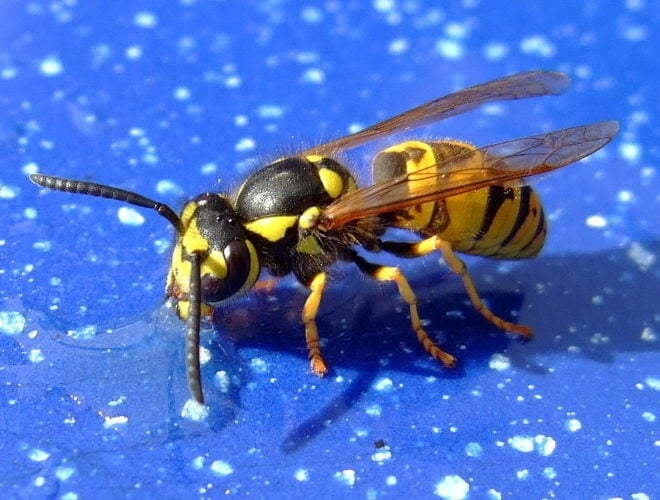 Existem animais capazes de causar reações alérgicas de diferentes tipos. E em alguns casos os efeitos podem ser bastante nocivos e com grande risco. Veja alguns exemplos:  Reprodução: Flipar