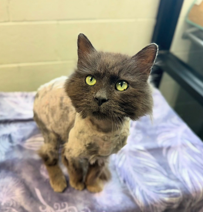 Buddy, também conhecido como Snack Wrap. Foto: Reprodução: Instagram/@lenaweehumanesociety