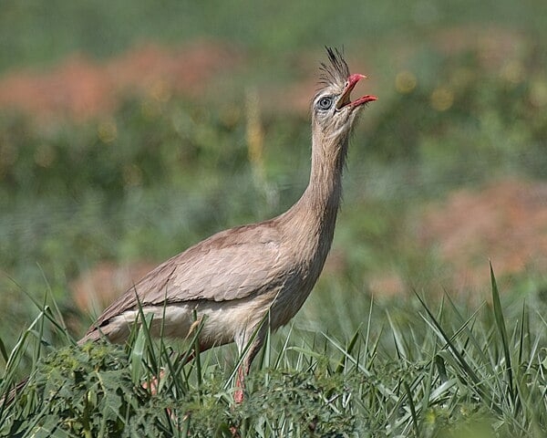 Seriemas (Cariama cristata) - Essa ave terrestre é nativa da América do Sul, vivendo em campos abertos e cerrados. Pode viver cerca de 20 anos na natureza.
 Reprodução: Flipar