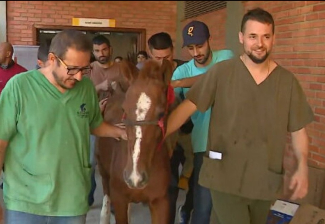 O cavalo recebeu soro ainda no bote e, depois, outros cuidados veterinários para se recuperar do desgaste.  Reprodução: Flipar