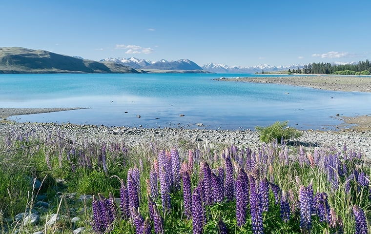 O Lago Tekapo é o segundo maior dos três lagos na borda norte da Bacia Mackenzie, na Ilha Sul da Nova Zelândia. São 83 quilômetros quadrados,  710 metros acima do nível do mar. Reprodução: Flipar