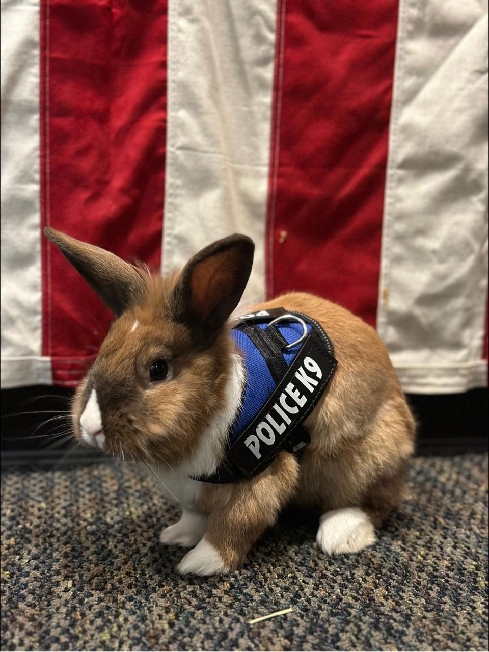 Percy se tornou um animal importante para o departamento de polícia. Foto: Reprodução/Facebook/Yuba City Police Department