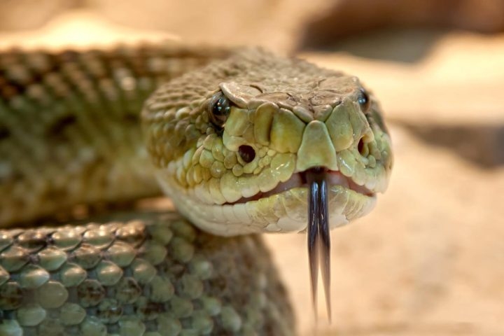 A serpente é um dos animais que provocam mais pânico nos seres humanos. E não é para menos. Além do aspecto aterrorizante, rastejando em velocidade, elas têm venenos capazes de matar rapidamente.  Reprodução: Flipar