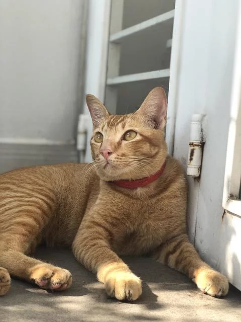 Mesmo animais que ficam apenas em casa devem receber antiparasitas periodicamente. Observe se ele está irritado com algum bichinho, como pulga, por exemplo. Cuide para que nada o incomode.  Reprodução: Flipar