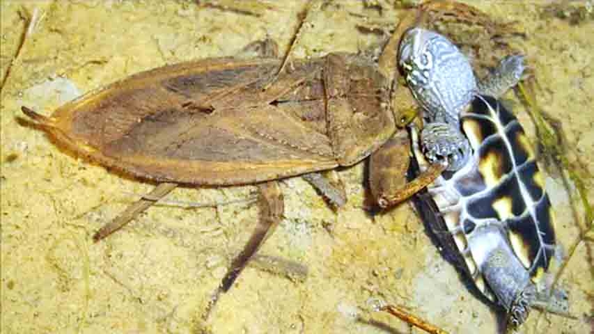Quando algum animal desavisado passa perto, a barata gigante aplica uma toxina que paralisa a vítima antes de devorá-la. Reprodução: Flipar