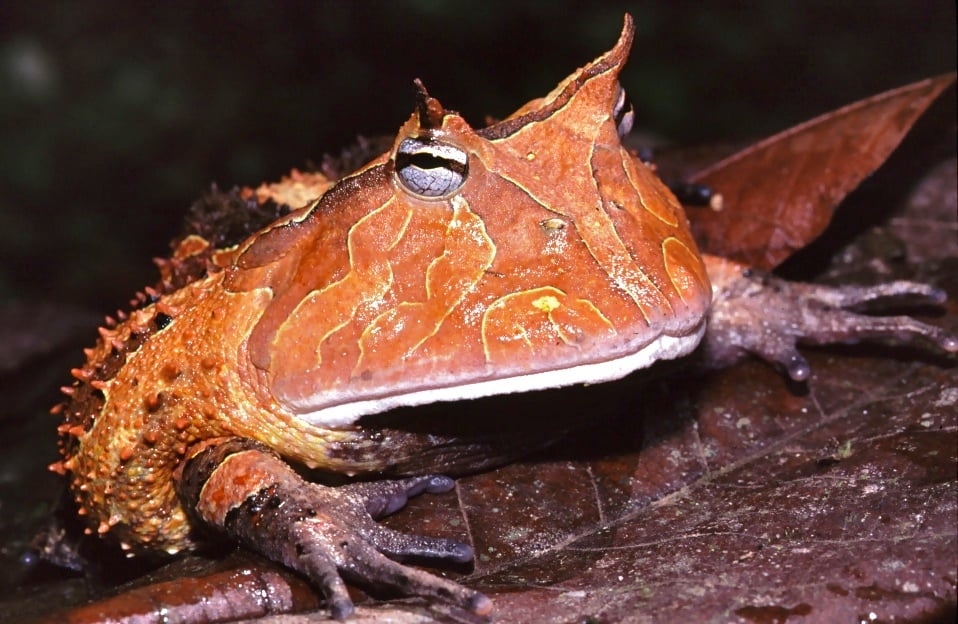 O sapo-de-surinam, com um corpo plano e aspecto estranho, vive em regiões da América do Sul, passando a maior parte do tempo submerso em água doce Reprodução: Flipar