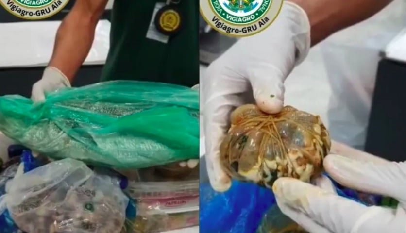 Coração e cérebro: Além dos itens inusitados, ainda tinham 8 quilos de peixe fresco, frutos, caramujos, ossos e pedaços de carne de animal nessa mala que vinha da Tunísia. Reprodução: Flipar