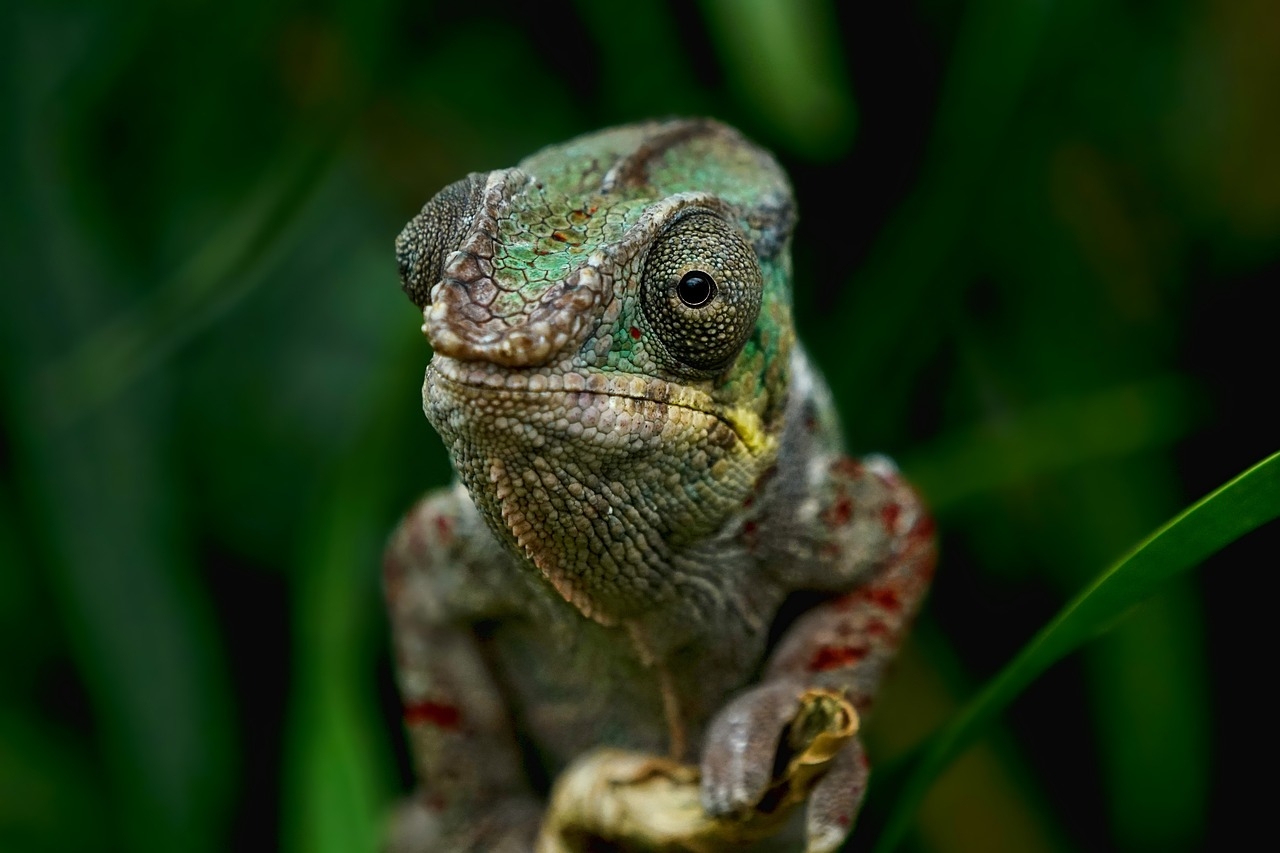 Na Amazônia e na Região Nordeste do Brasil, o lagarto conhecido como iguana (Iguana iguana) é por vezes chamado de camaleão, embora pertença a uma família diferente (família Iguanidae). Reprodução: Flipar