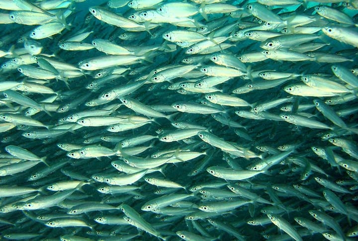 Além disso, o peixe também tem menos gordura saturada e menos colesterol do que a carne vermelha. Mas é preciso se atentar aos tipos. A começar pelos mais famosos de água doce. Reprodução: Flipar