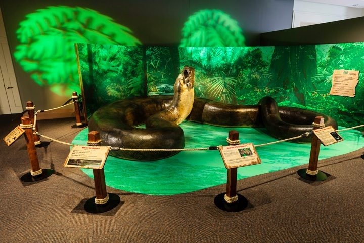 Titanoboa cerrejonensis – Essa cobra habitou florestas tropicais da atual Colômbia durante o período Paleoceno, ou seja, há cerca de 60 milhões de anos. Ela não era venenosa e matava suas presas por constrição. Reprodução: Flipar
