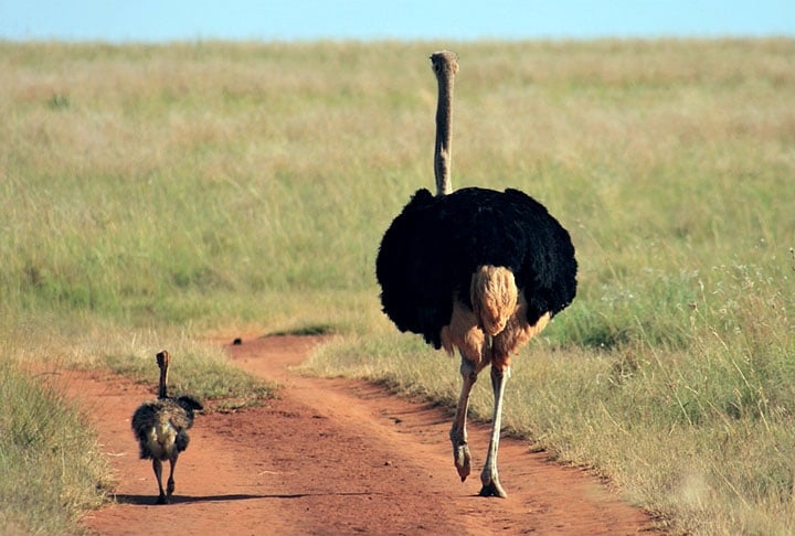 O emu habita savanas, florestas abertas e áreas secas da Austrália. É onívoro, comendo frutas, sementes, insetos e pequenos animais. Vive, em média, entre 10 e 20 anos na natureza. Reprodução: Flipar