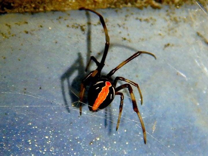 O veneno da aranha-de-costas-vermelhas é neurotóxico, contendo latrotoxina, que afeta o sistema nervoso. Embora as picadas sejam dolorosas, os casos fatais são extremamente raros devido à disponibilidade de tratamento. Reprodução: Flipar