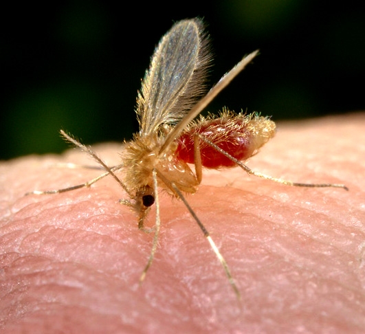 O mosquito carrega o protozoário chamado leishmania, que é transmitido pela picada da fêmea. A doença também pode afetar animais, como cachorros e ratos.   Reprodução: Flipar