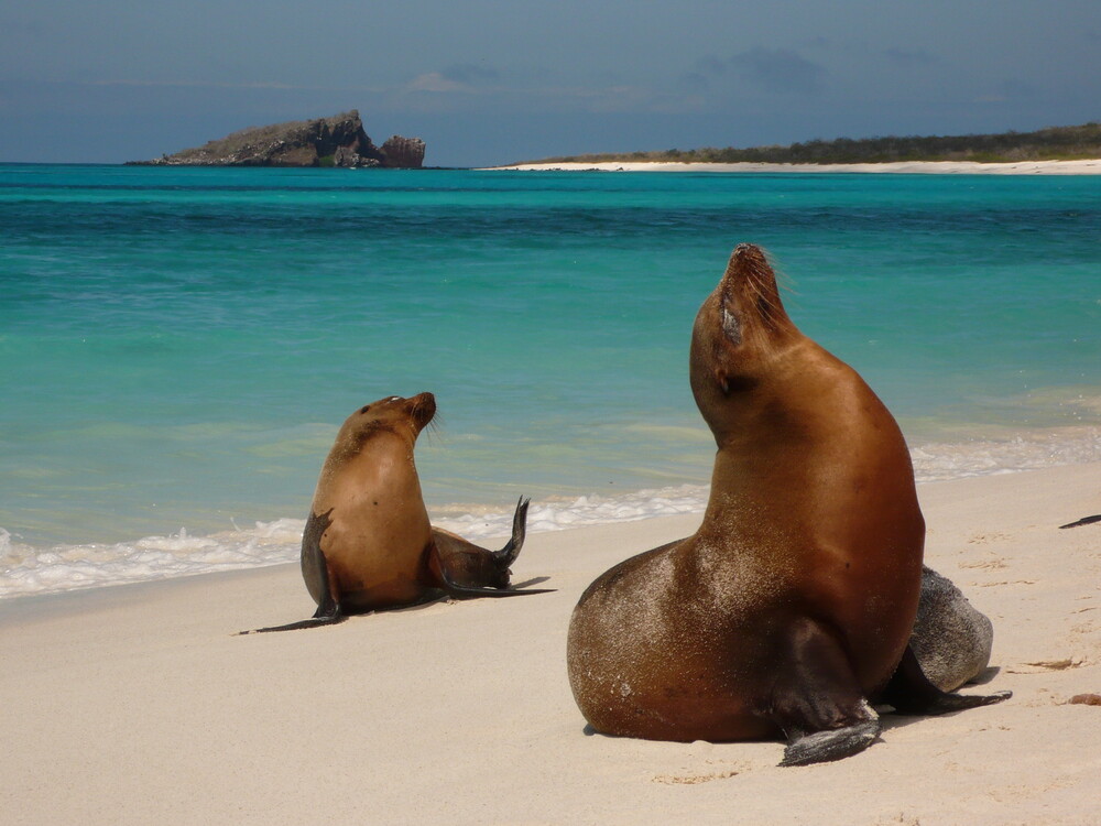 Leões marinhos em Ilha do Arquipélago de Galápagos. Foto: Reprodução / Redes Sociais