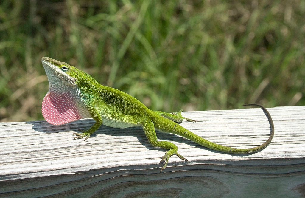 O anolis-verde é pequeno, com cerca de 12 a 20 cm de comprimento.  Ele é conhecido pelo saco vocal vermelho que infla durante a comunicação e o acasalamento. Alimenta-se principalmente de insetos. Reprodução: Flipar