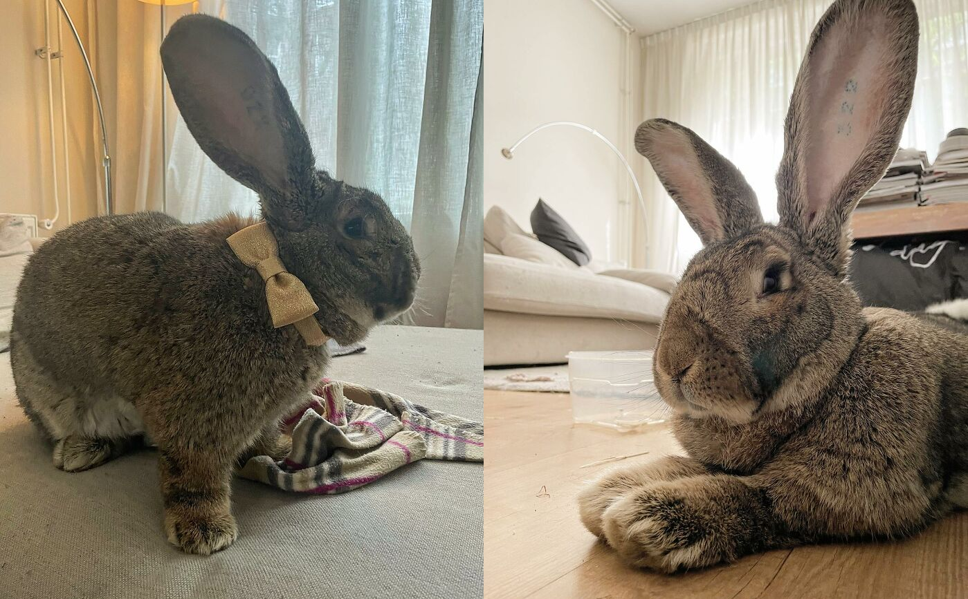 Danielle ganhou Guus do namorado como presente de aniversário há cerca de 2 anos. Foto: Reprodução/Instagram