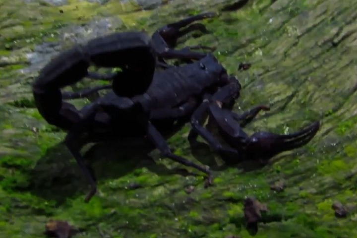 O Brotheas amazonicus é uma espécie de escorpião pertencente à família Chactidae, endêmica da região amazônica, especialmente encontrada em áreas de floresta tropical no Brasil. Reprodução: Flipar