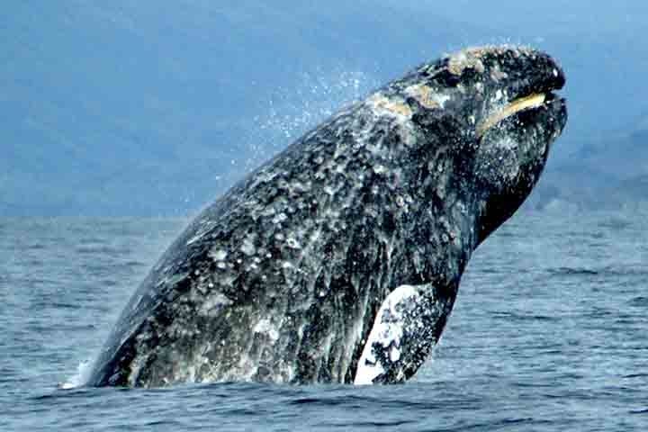 Ao fazer um voo de monitoramento na costa leste dos Estados Unidos, próximo à região de Nantucket, pesquisadores do New England Aquarium, avistaram uma baleia que mergulhava e ressurgia na superfície da água. O animal chamou a atenção e foi descoberto ser um tipo de mamífero raro.